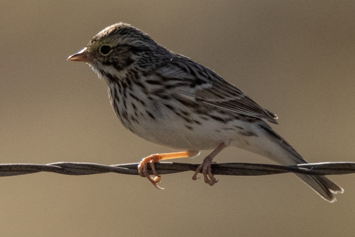 Vesper Sparrow - Dale Bargmann