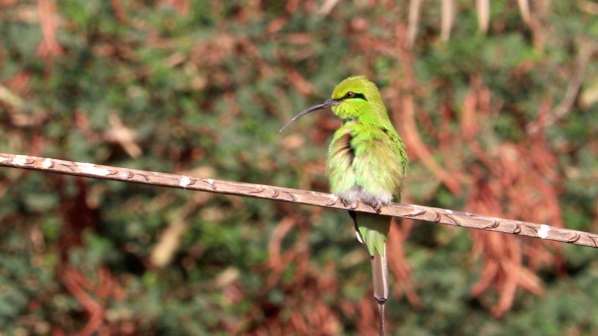 African Green Bee-eater - ML501519051