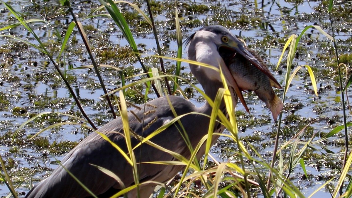 Gray Heron - ML501519271