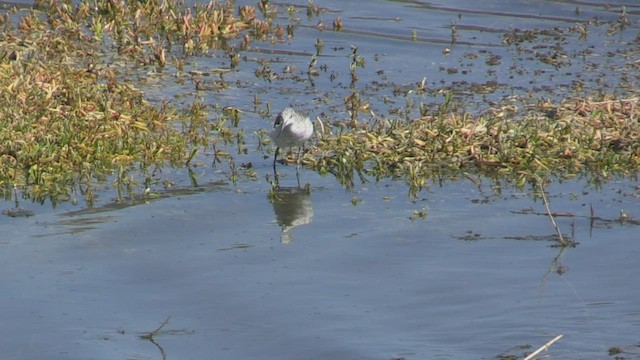 Common Greenshank - ML501519351
