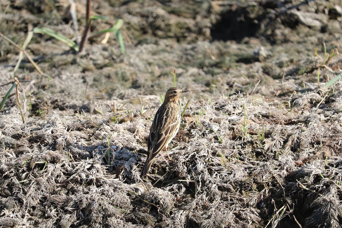 Red-throated Pipit - ML501519491