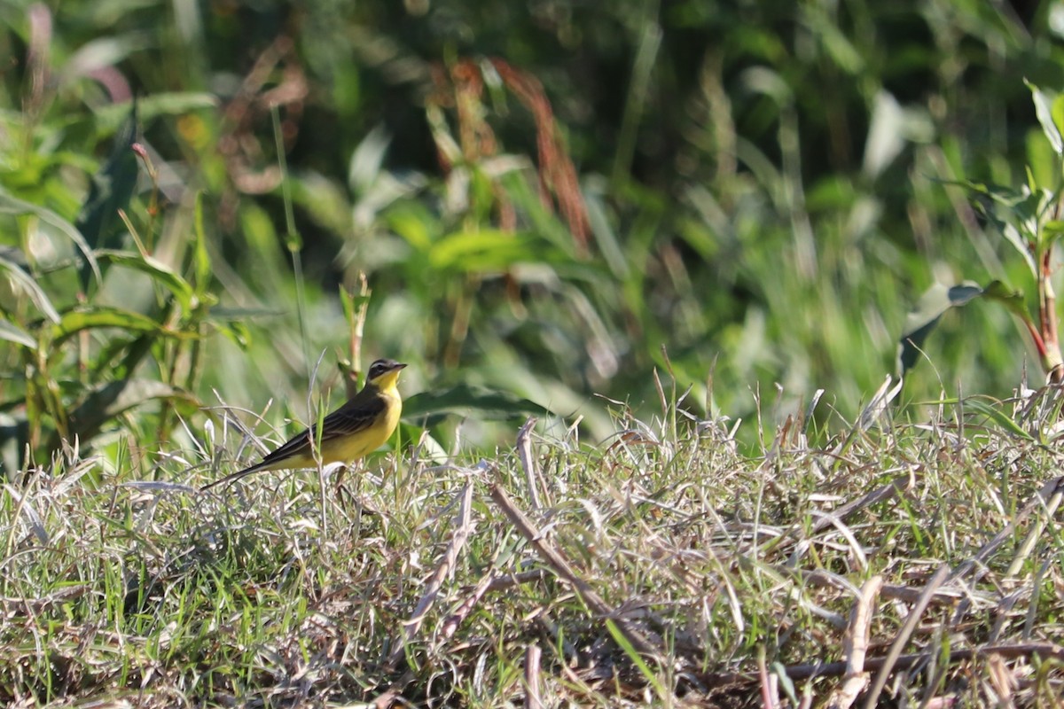 Western Yellow Wagtail - ML501519561