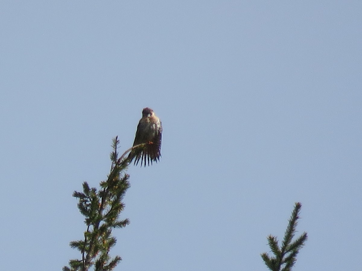 American Kestrel - ML50151991