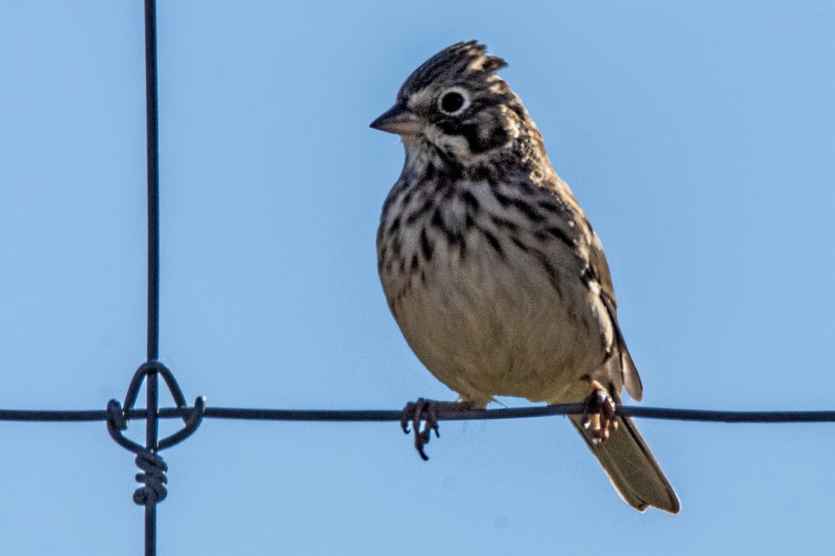 Vesper Sparrow - Dale Bargmann