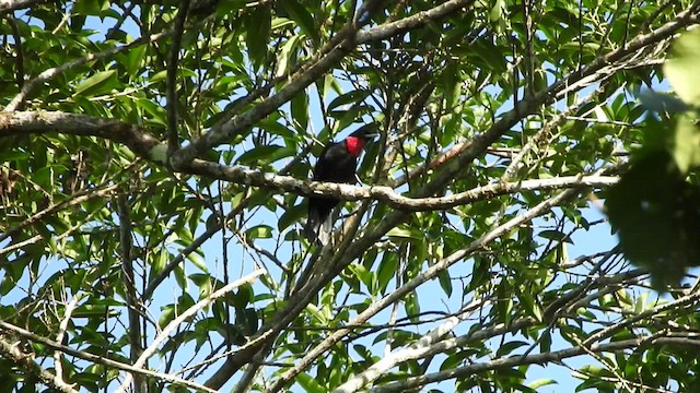 Purple-throated Fruitcrow - ML501520521