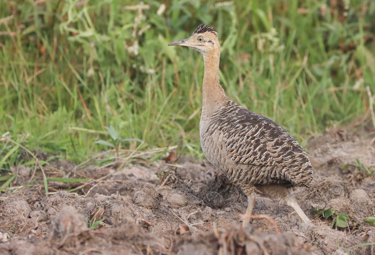 Red-winged Tinamou - ML501521081