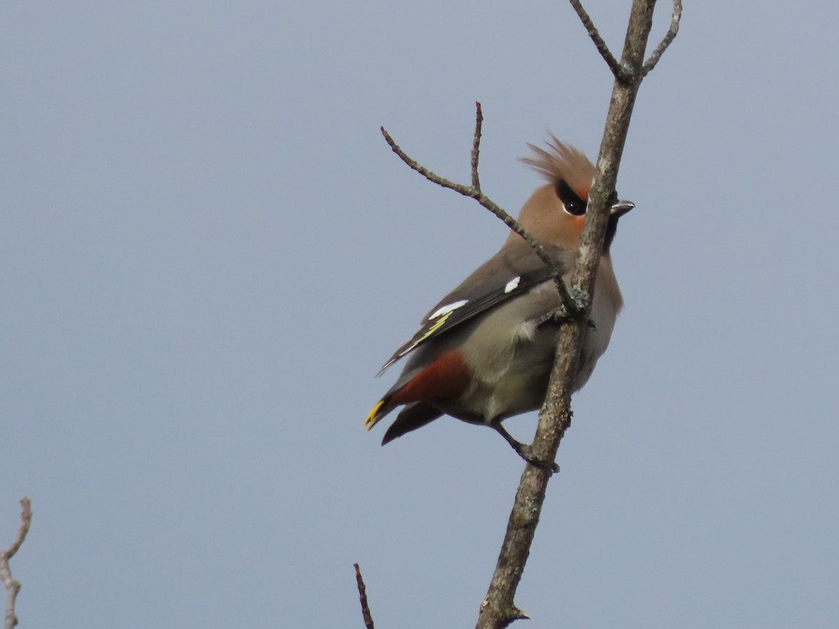 Bohemian Waxwing - ML501521861