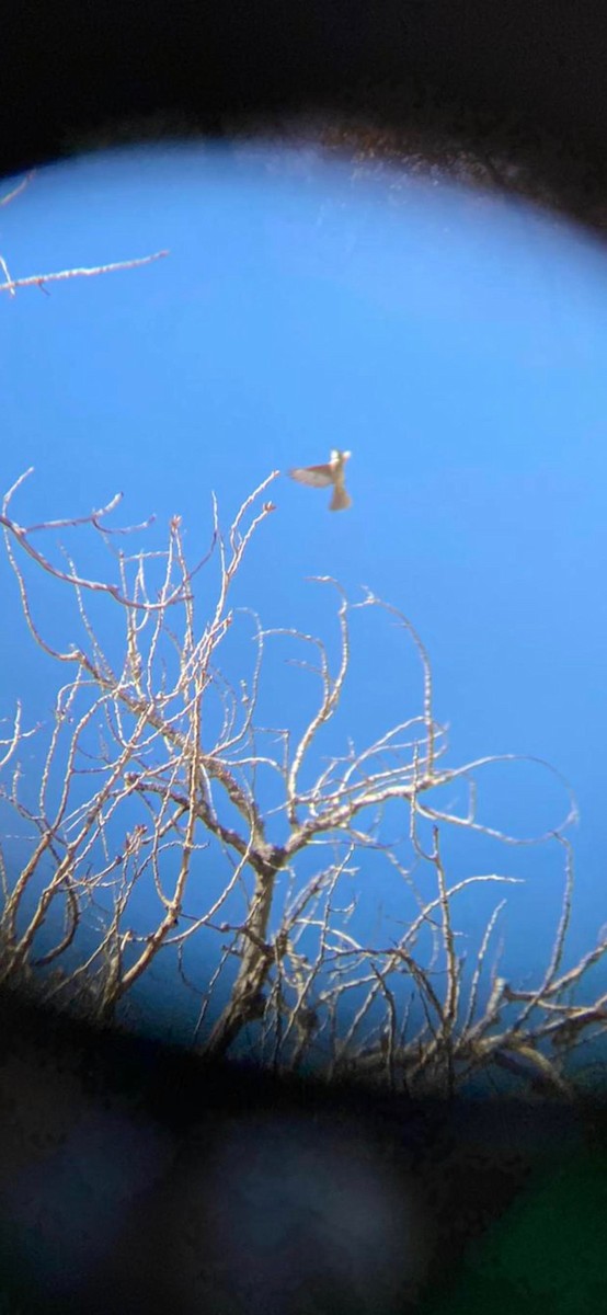 Greater Pewee - ML501522051