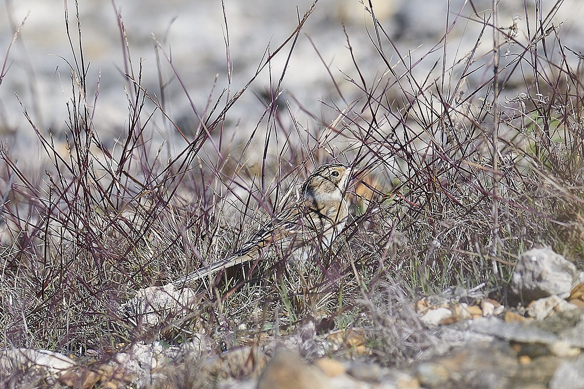 Clay-colored Sparrow - ML501522181