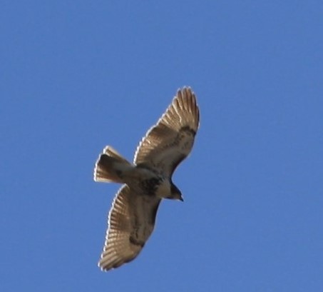 Red-tailed Hawk - Mandy van Dijk