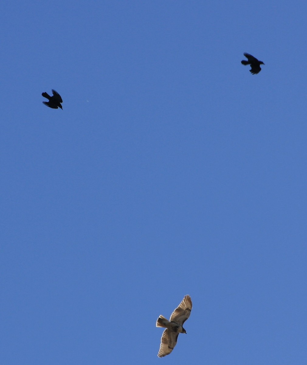 Red-tailed Hawk - ML501522491
