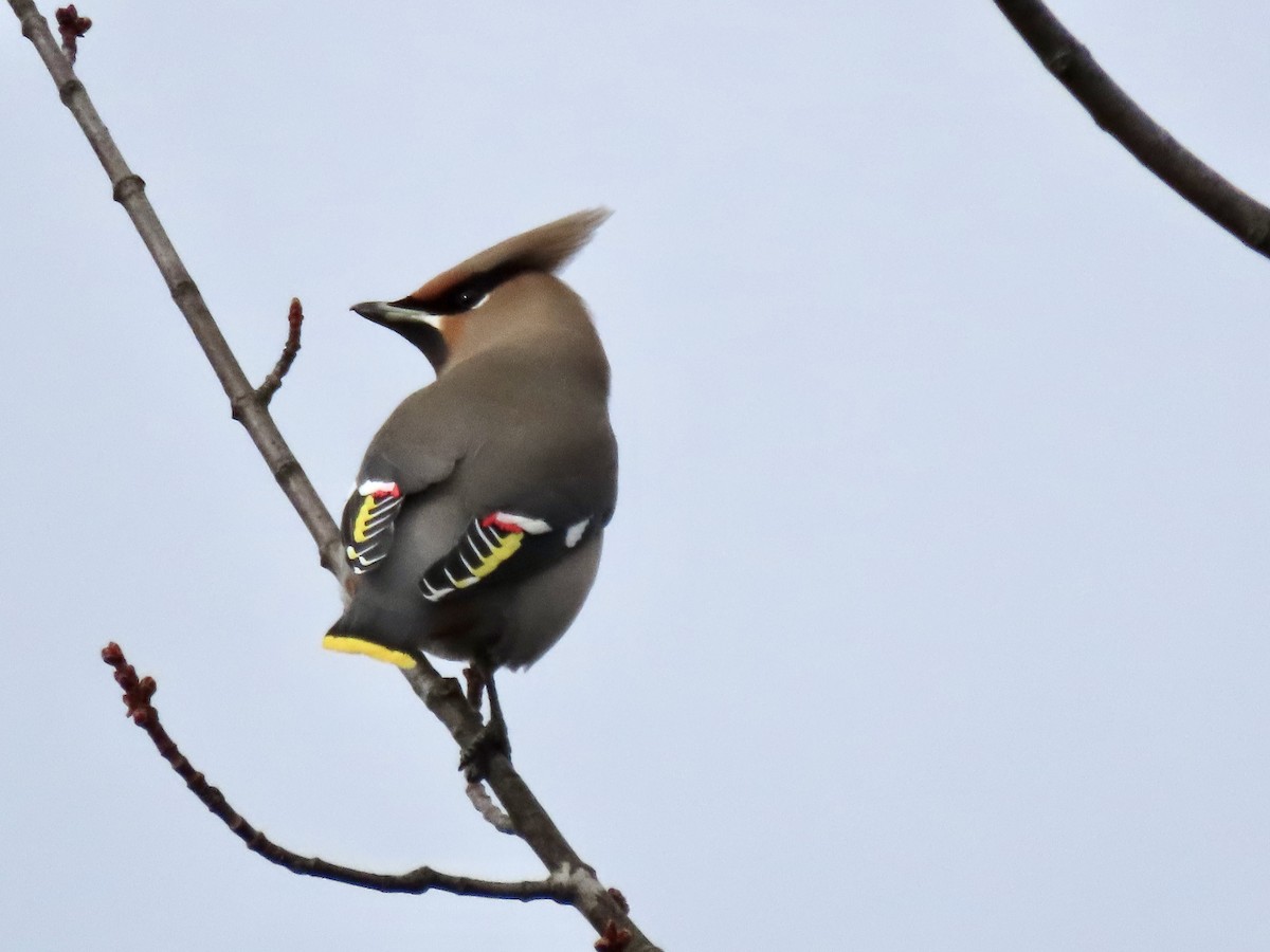 Bohemian Waxwing - ML501522751