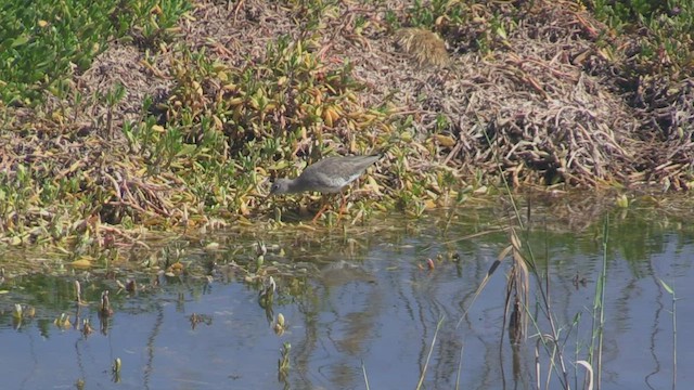 Common Redshank - ML501522781