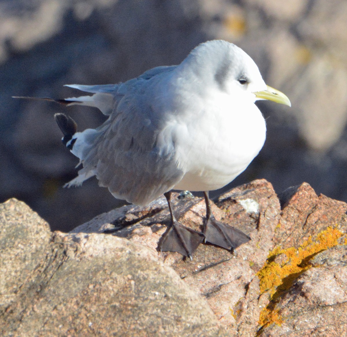 Black-legged Kittiwake - ML501523591