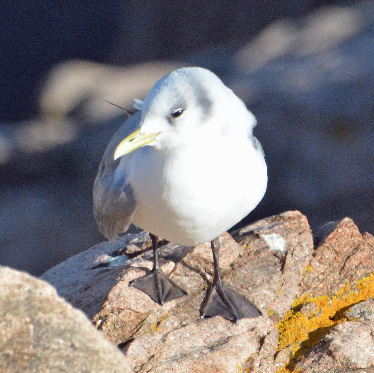 Black-legged Kittiwake - ML501523601