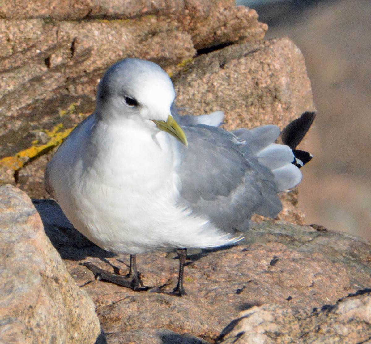 Black-legged Kittiwake - ML501523611