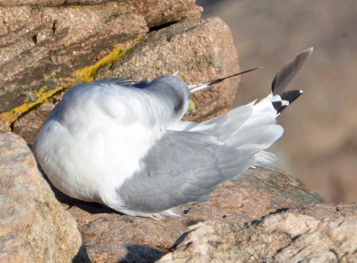 Black-legged Kittiwake - ML501523621