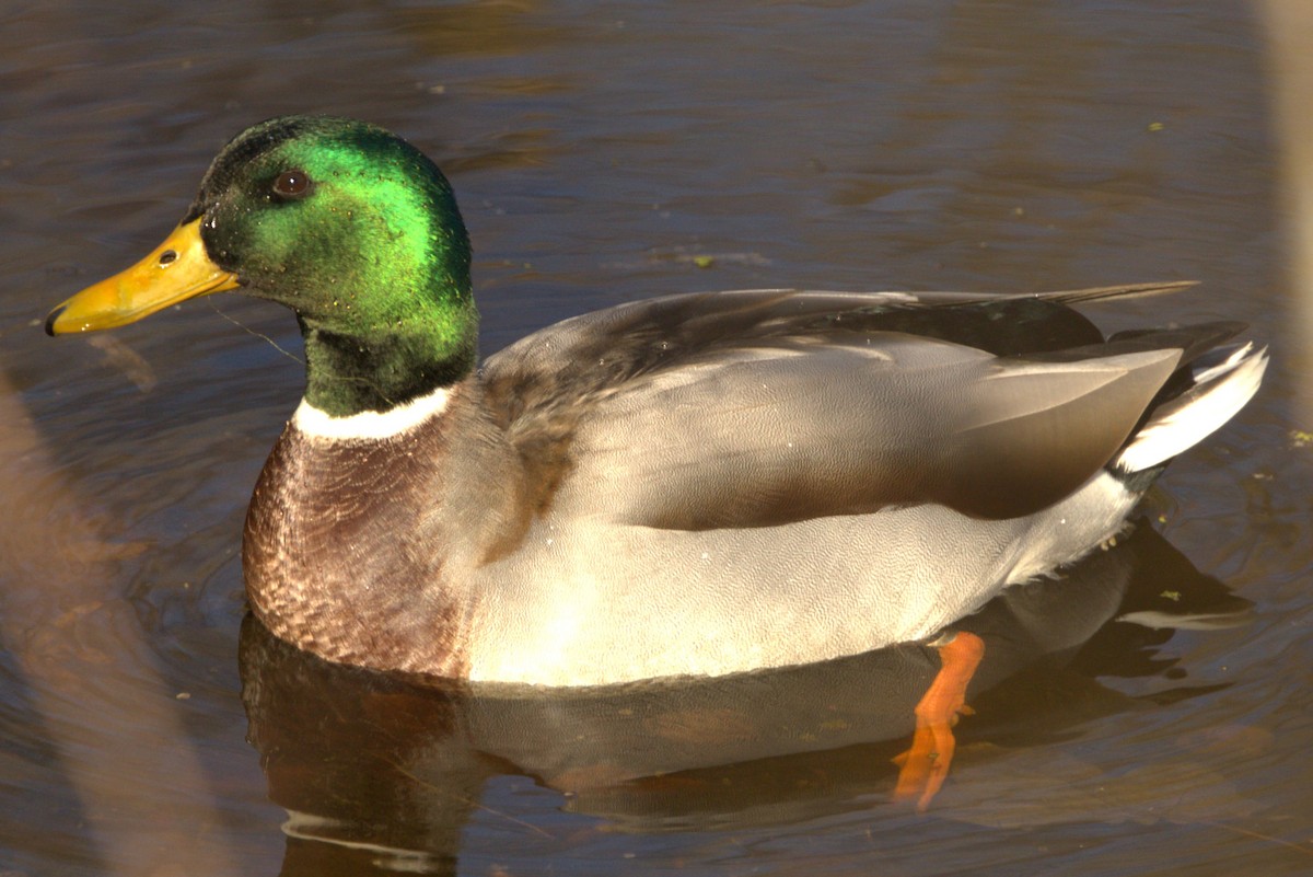 Mallard - ML501523971