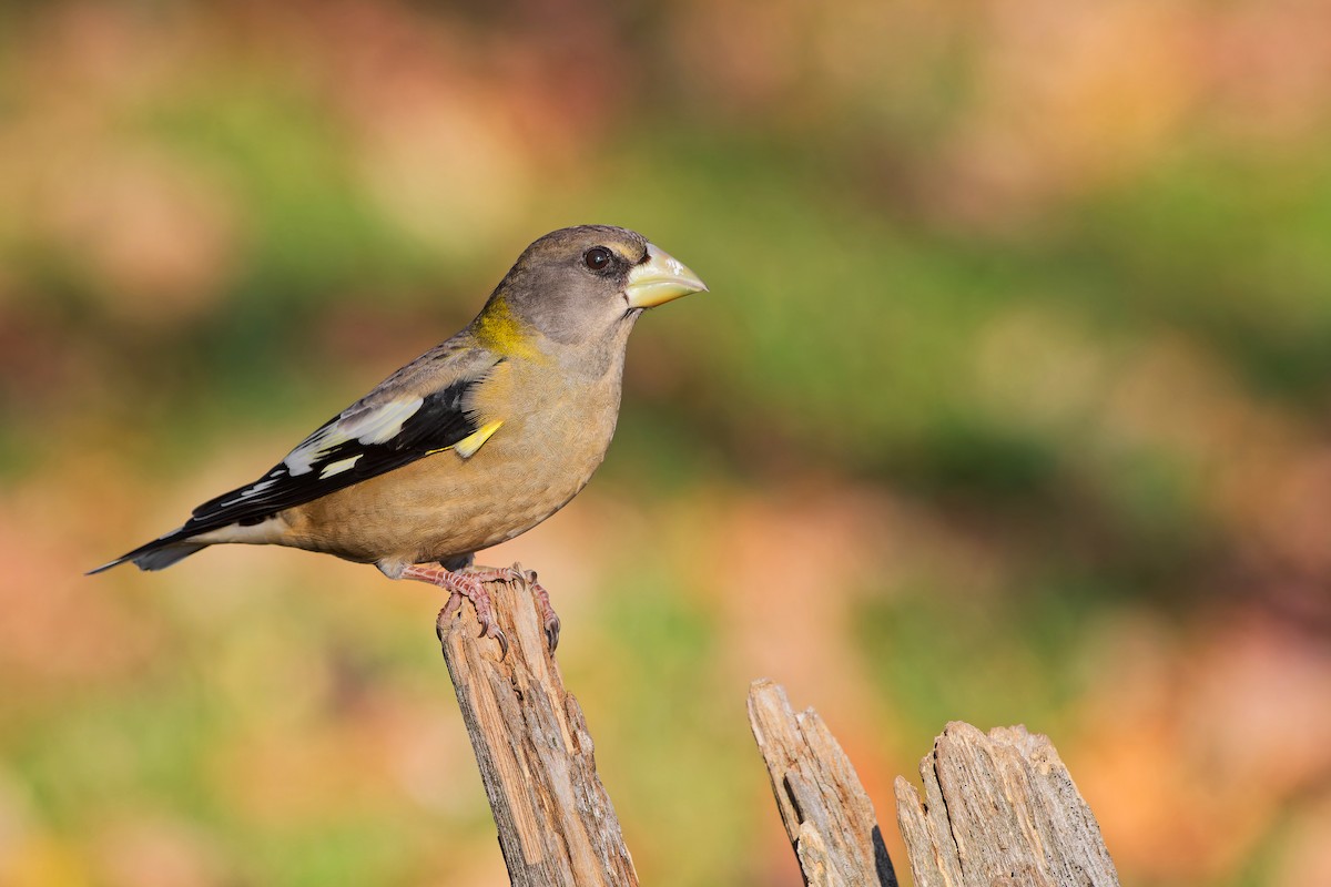 Evening Grosbeak - ML501524111