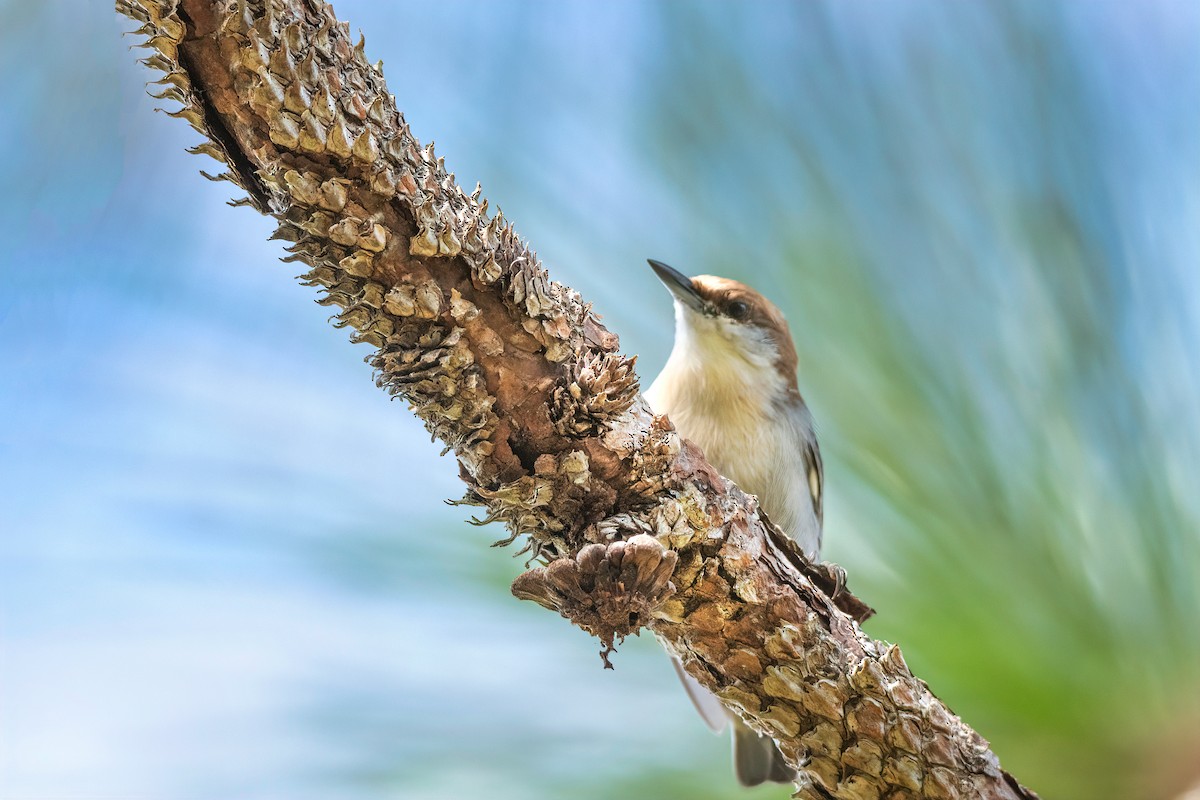 Brown-headed Nuthatch - Nina Ehmer