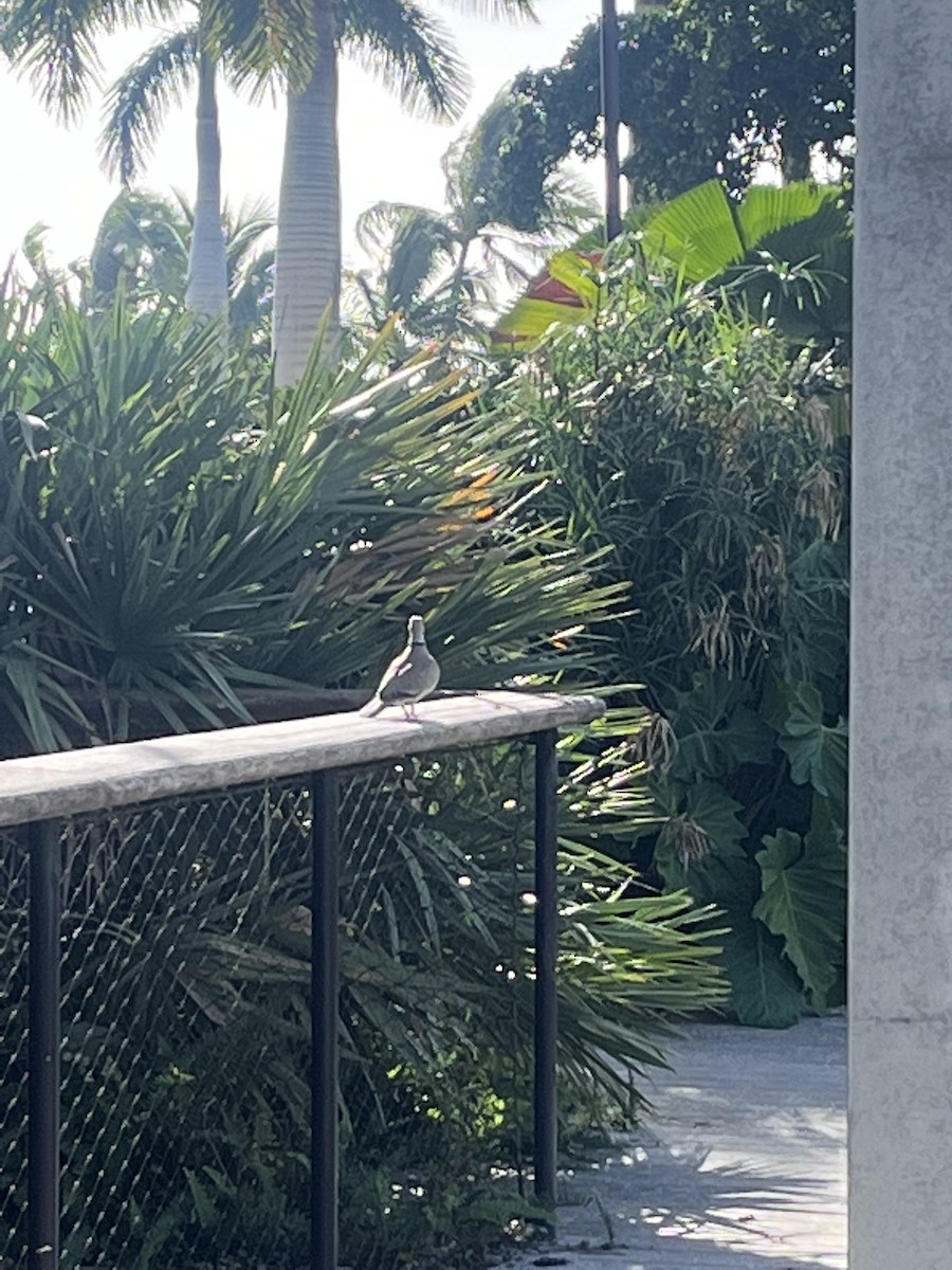 Eurasian Collared-Dove - ML501524551