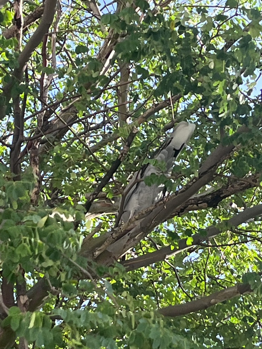 Eurasian Collared-Dove - ML501524581