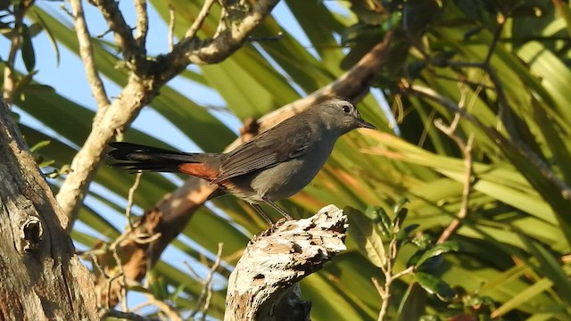 Gray Catbird - ML501524751