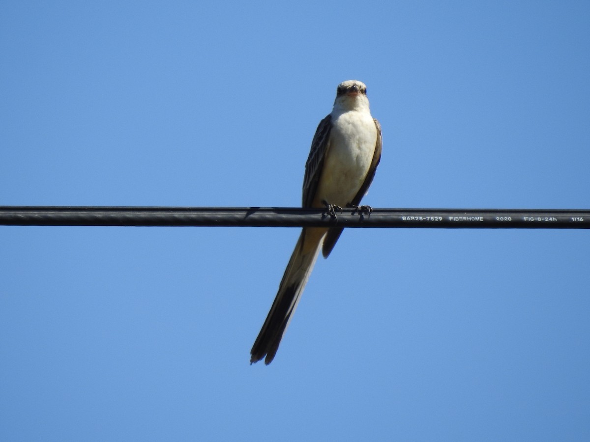 Scissor-tailed Flycatcher - ML501524771