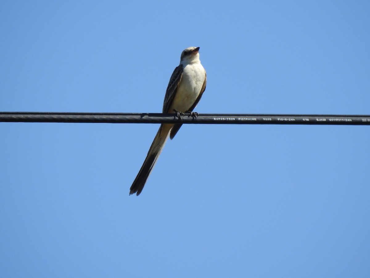 Scissor-tailed Flycatcher - ML501524781