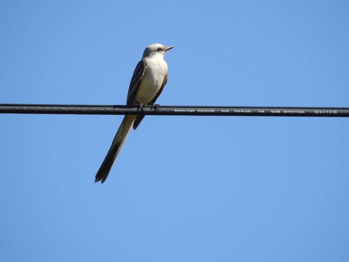 Scissor-tailed Flycatcher - ML501524791