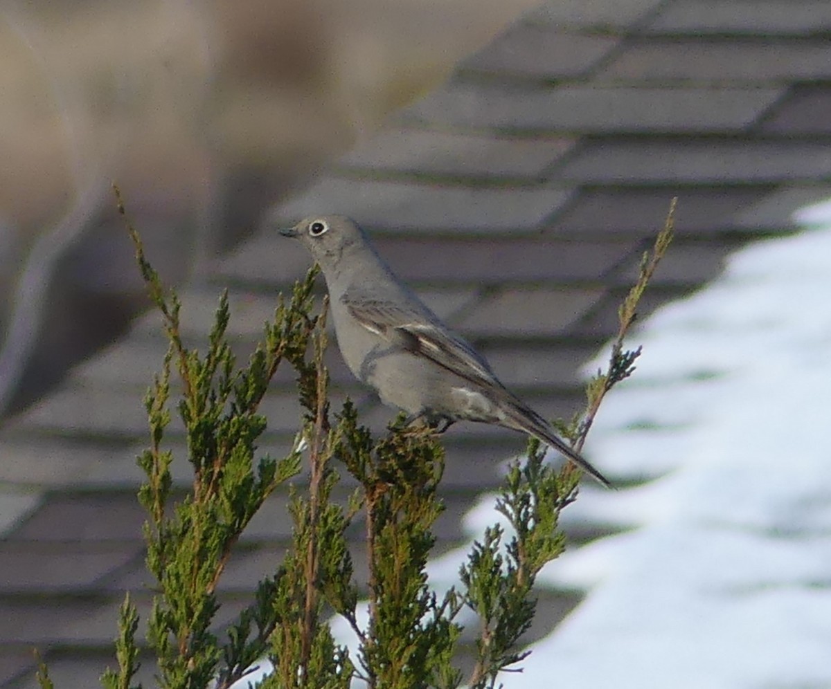 Townsend's Solitaire - ML501524851