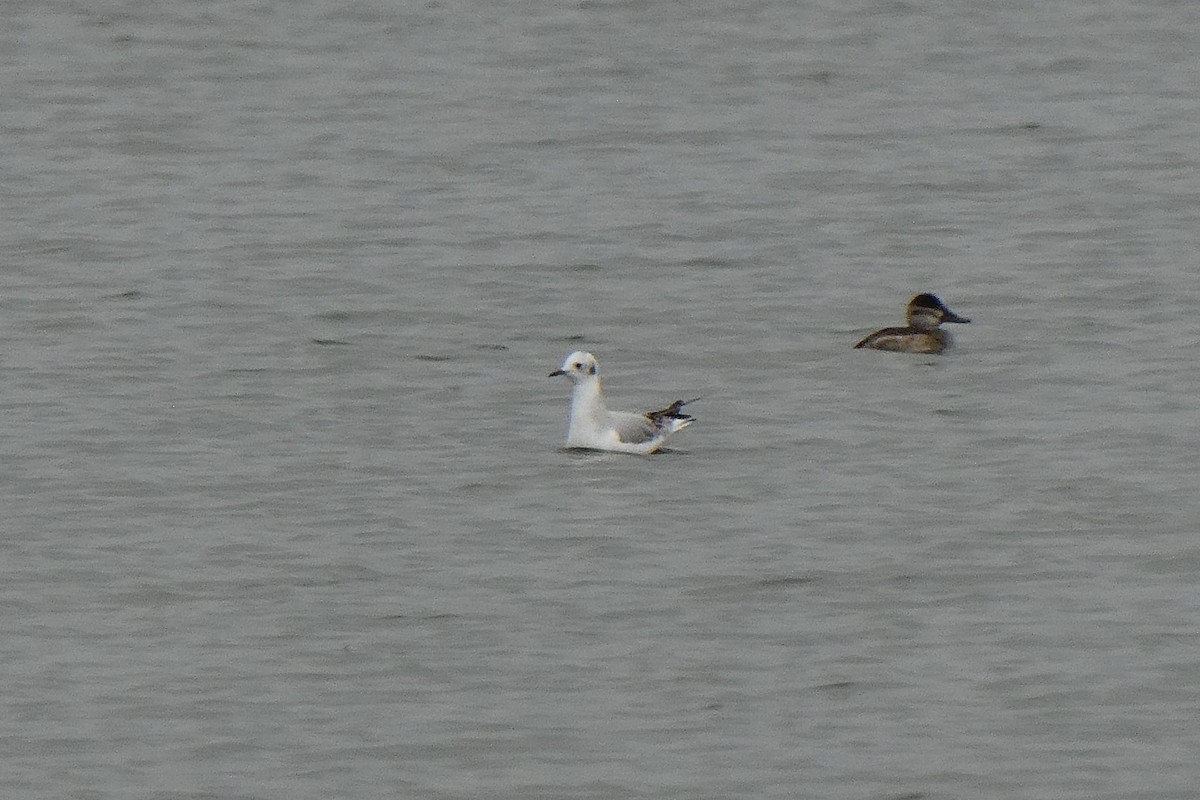 Gaviota de Bonaparte - ML501525901