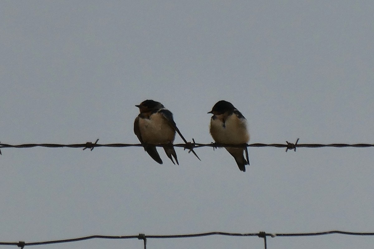 Barn Swallow - Steve Summers