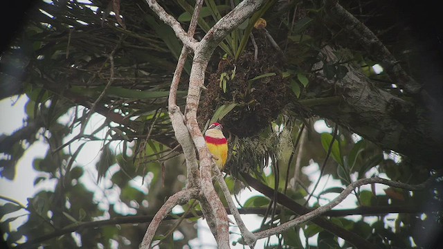 Scarlet-banded Barbet - ML501526171