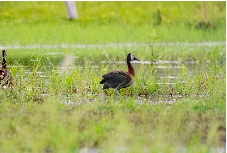 White-faced Whistling-Duck - louis bijlmakers