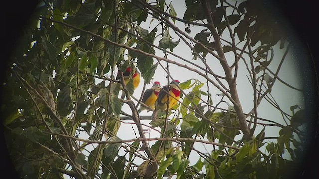 Scarlet-banded Barbet - ML501527241