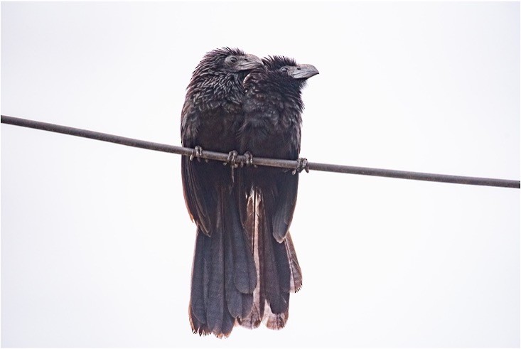 Smooth-billed Ani - louis bijlmakers