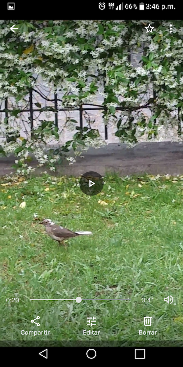 Rufous-bellied Thrush - ML501528361