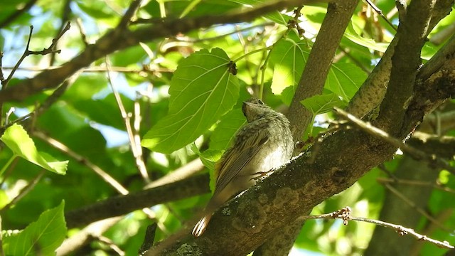 Common Redstart - ML501529371