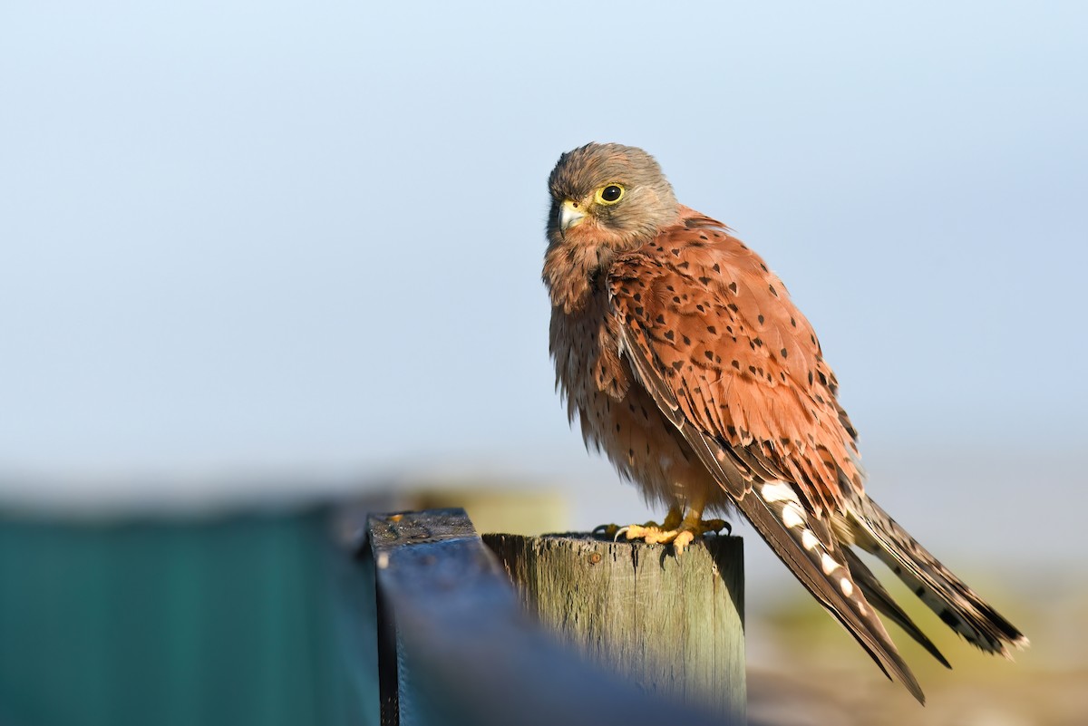 Rock Kestrel - ML501530941