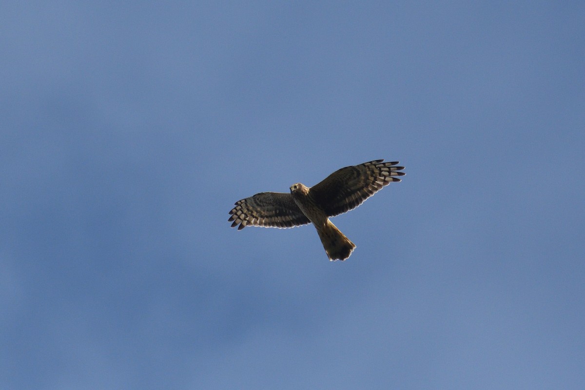 Hen Harrier - ML501531381