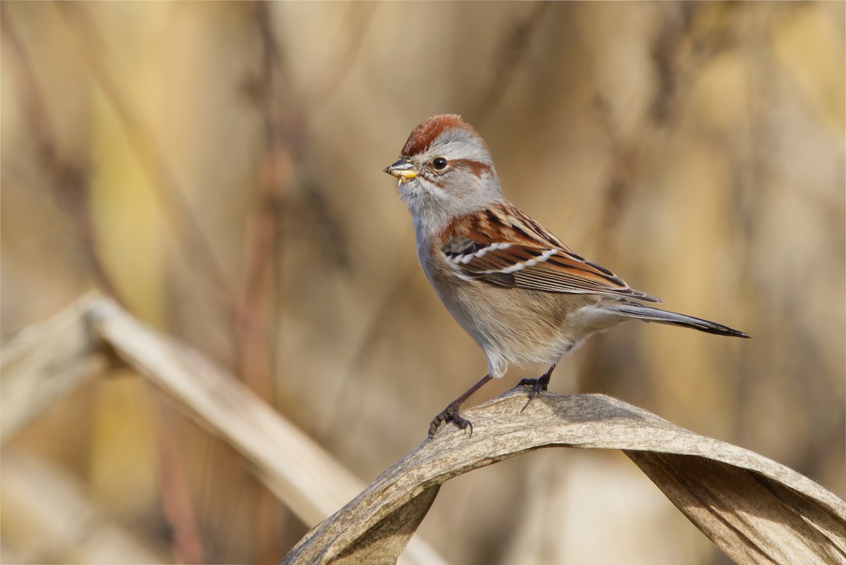 American Tree Sparrow - Rowan Keunen