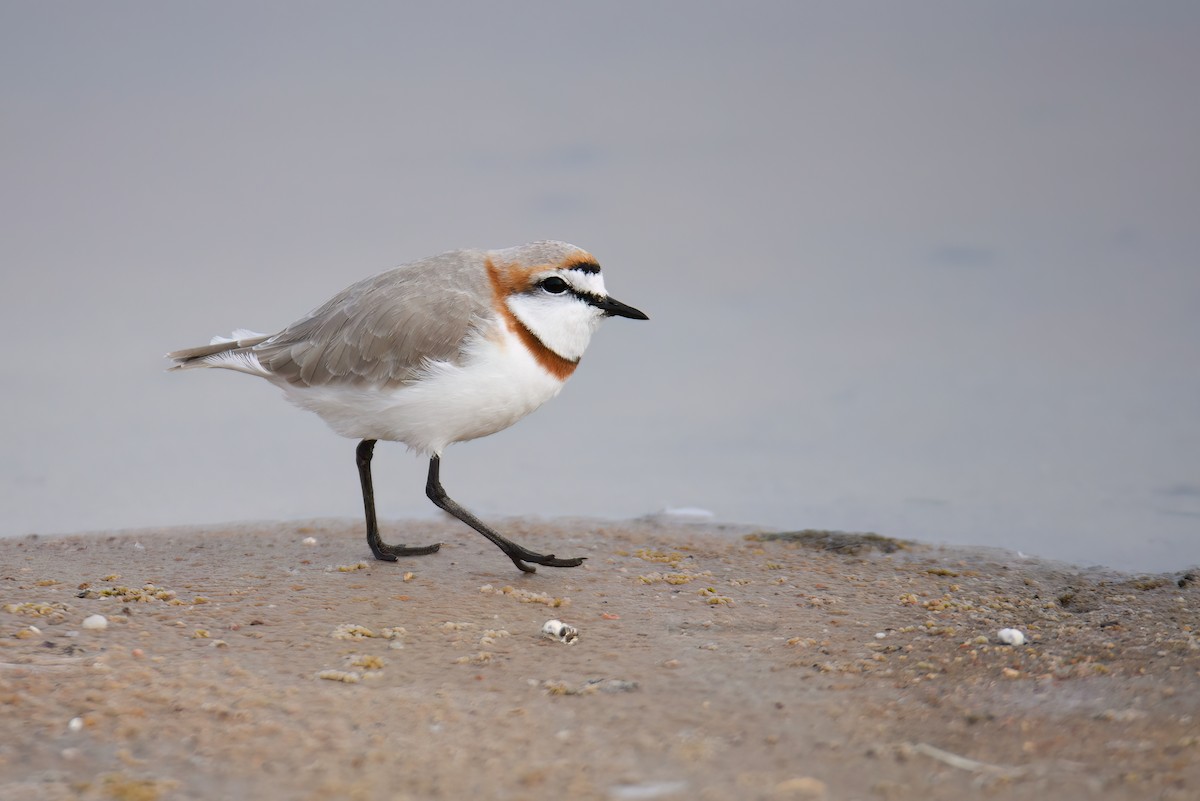 Chestnut-banded Plover - Regard Van Dyk