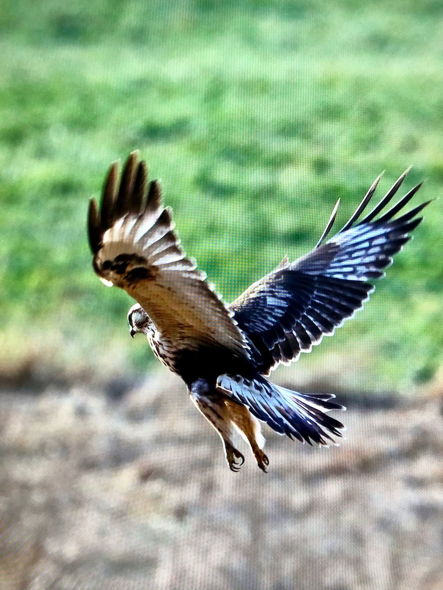 Rough-legged Hawk - ML501533221