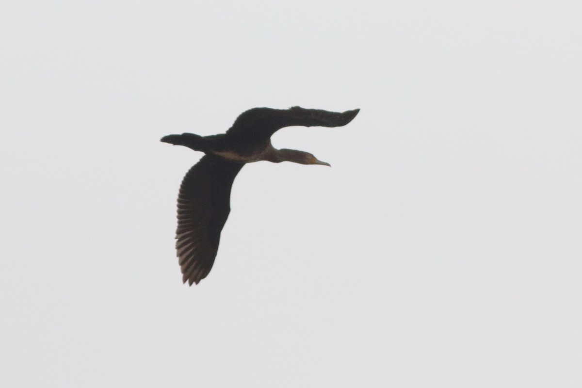 Great Cormorant - ML501534281