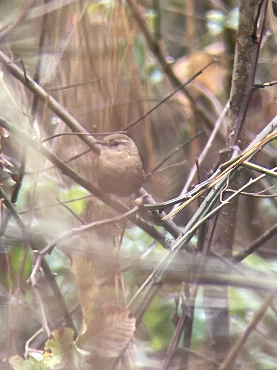 Winter Wren - ML501534601