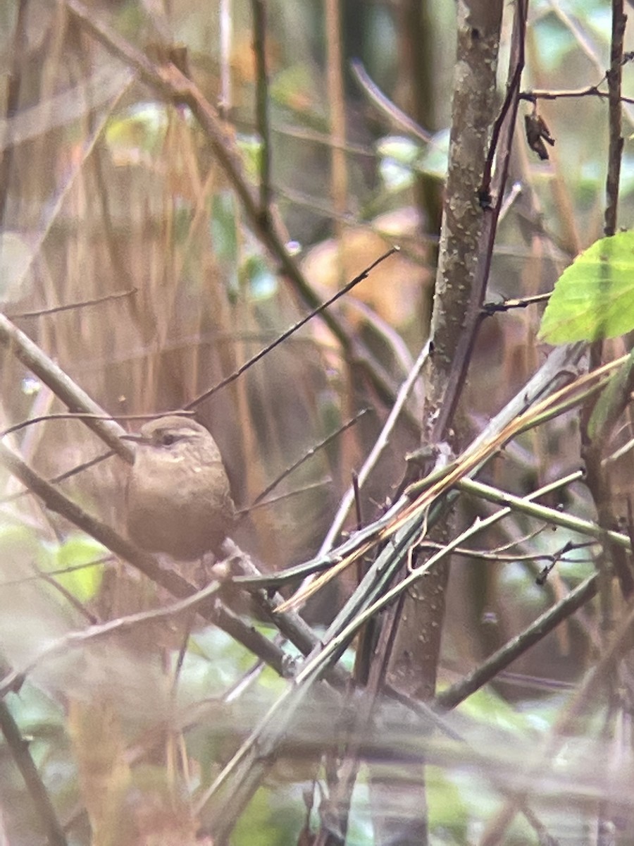 Winter Wren - ML501534611
