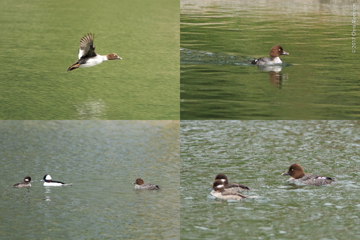 Common Goldeneye - ML50153481