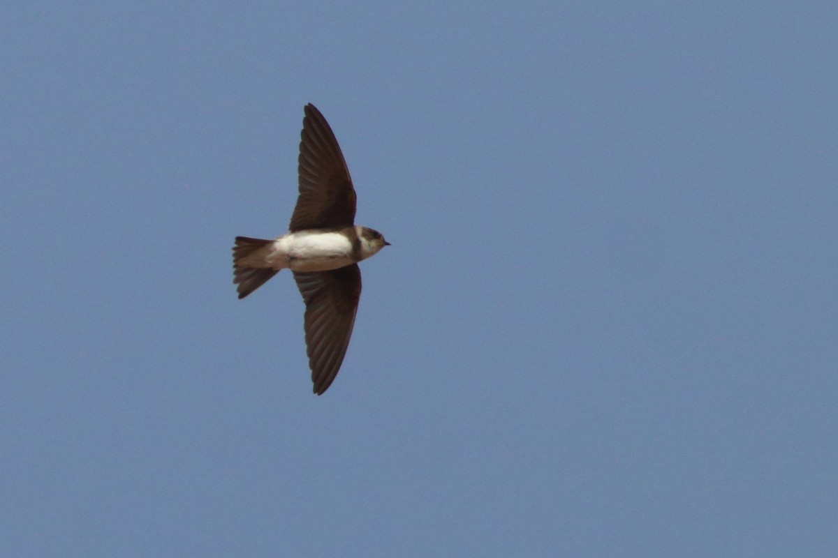 Bank Swallow - ML501534901