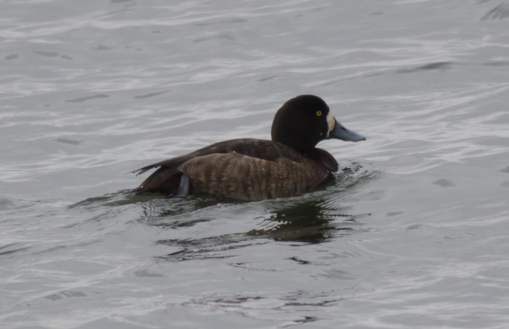 Greater Scaup - Alix d'Entremont